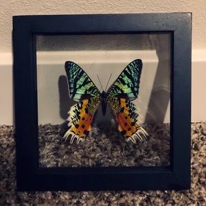 Framed butterfly.